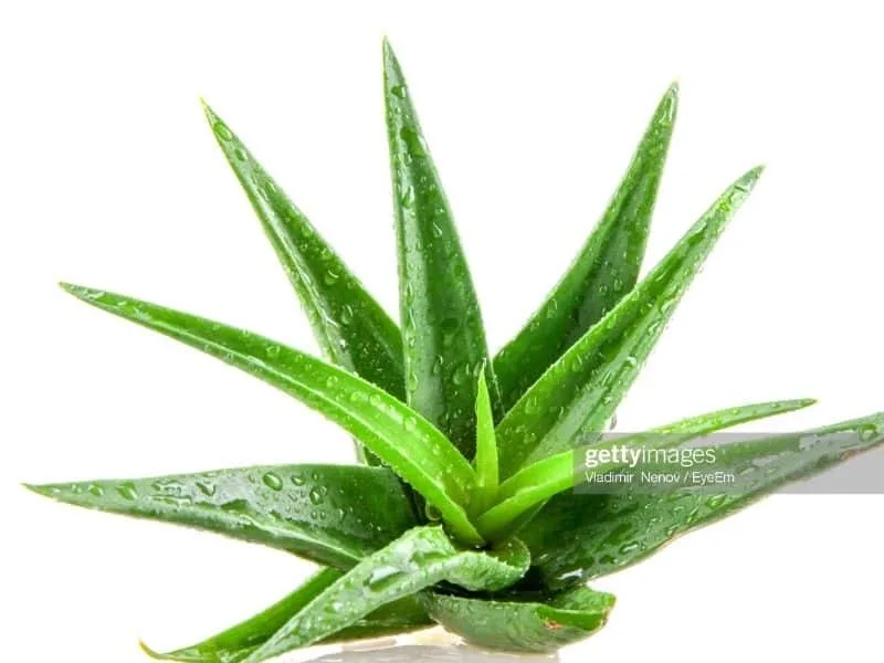 Aloe vera