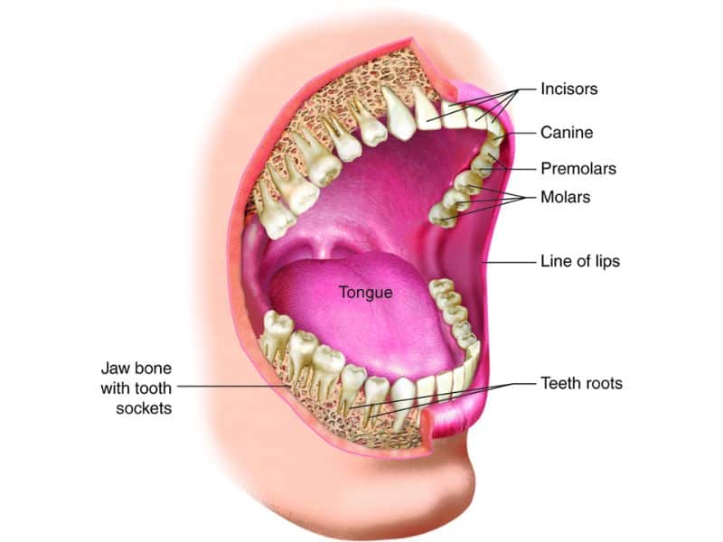 Specific teeth and structures of the mouth