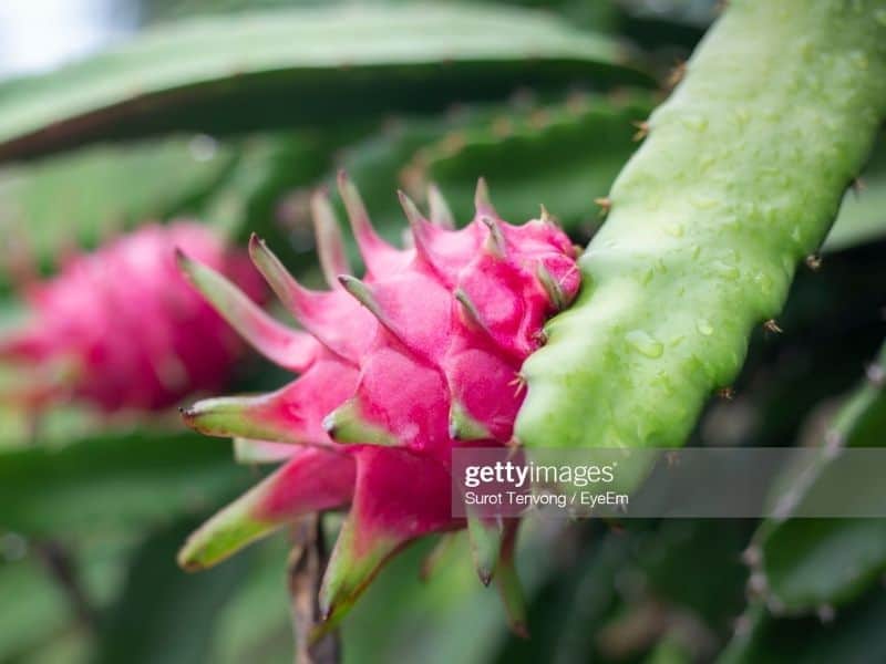 ফটোঃ ড্রাগন গাছ