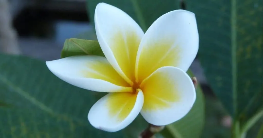 কাঠগোলাপ, কাঠগোলাপের ছবি