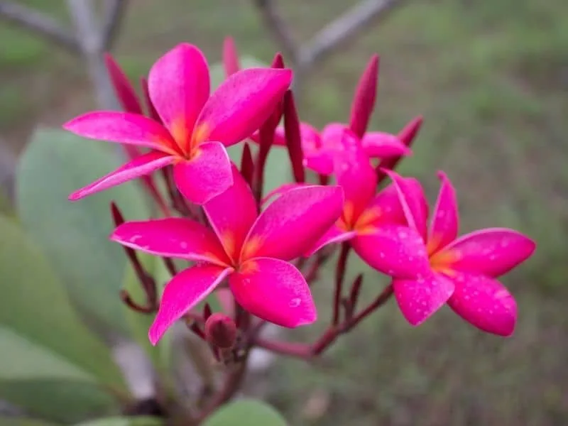 লাল কাঠ গোলাপ
