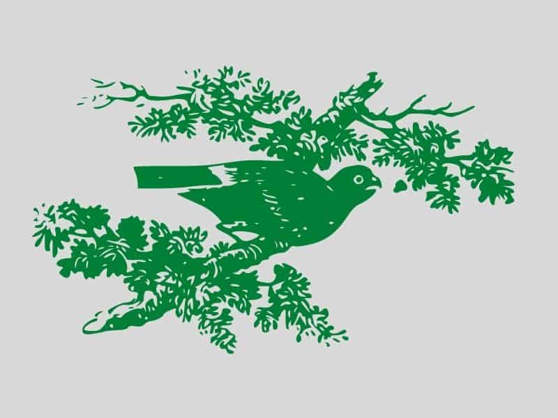 স্বপ্নে পাখি দেখলে কি হয়