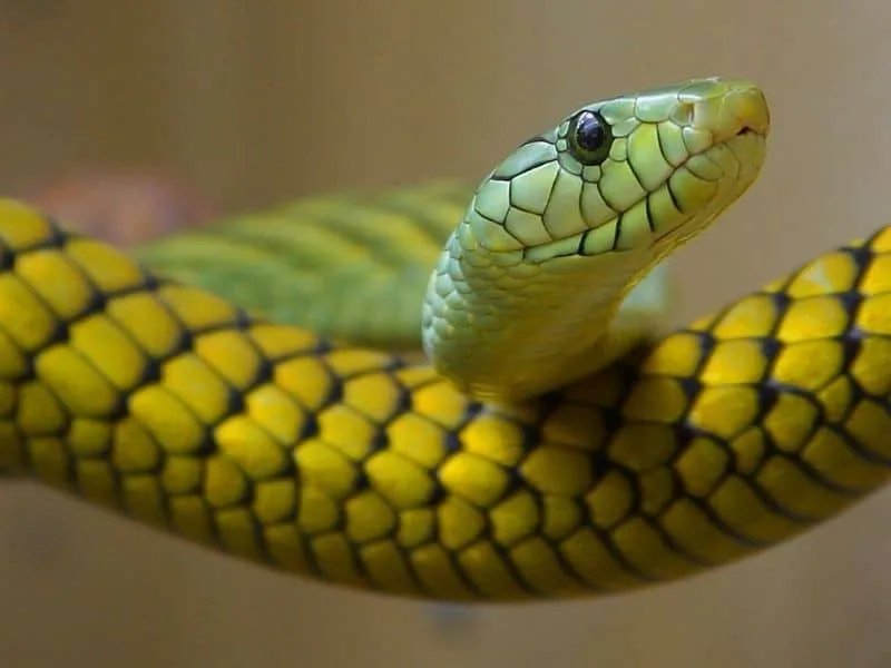 স্বপ্নে সাপ দেখলে কি হয়