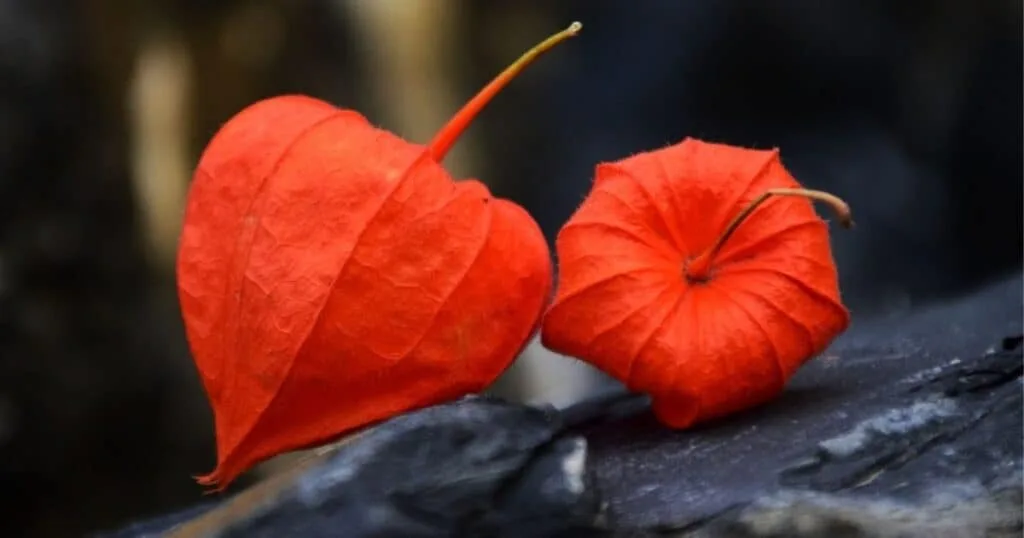 অশ্বগন্ধার উপকারিতা