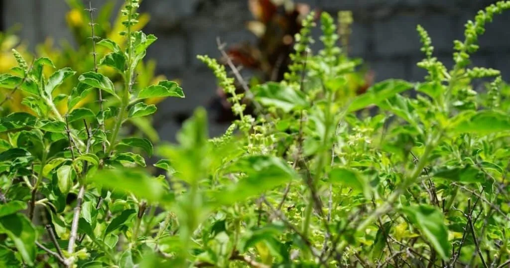 তুলসি পাতার উপকারিতা