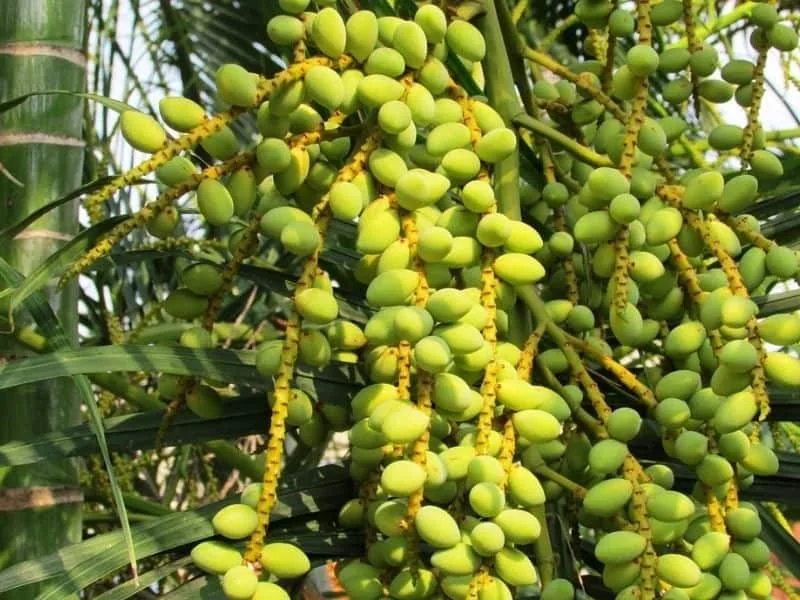 খেজুরের অপকারিতা