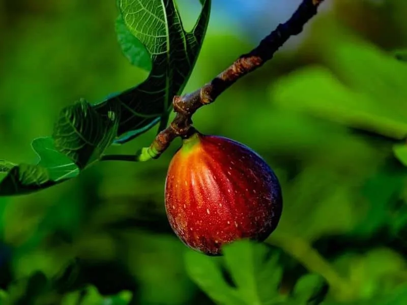 গাছে ডুমুর ফল