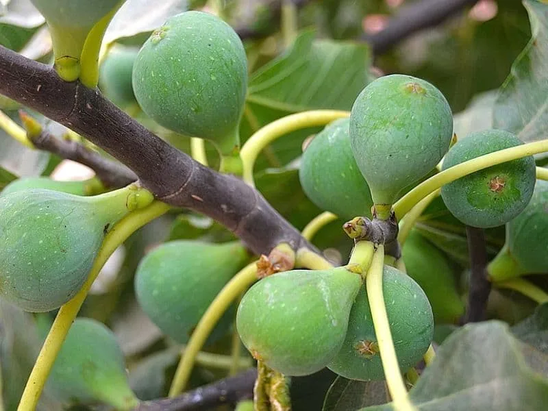 ডুমুর ফল এর উপকারিতা