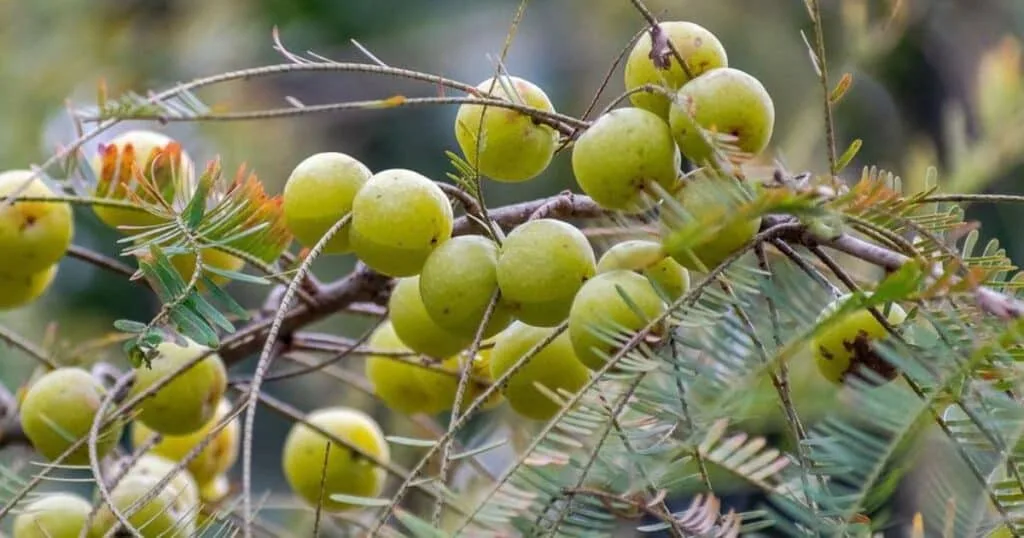 আমলকির উপকারিতা ও অপকারিতা